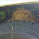 Image for article titled Some Pesky Little Bird Decided To Put My Jeep J10 Project On Hold